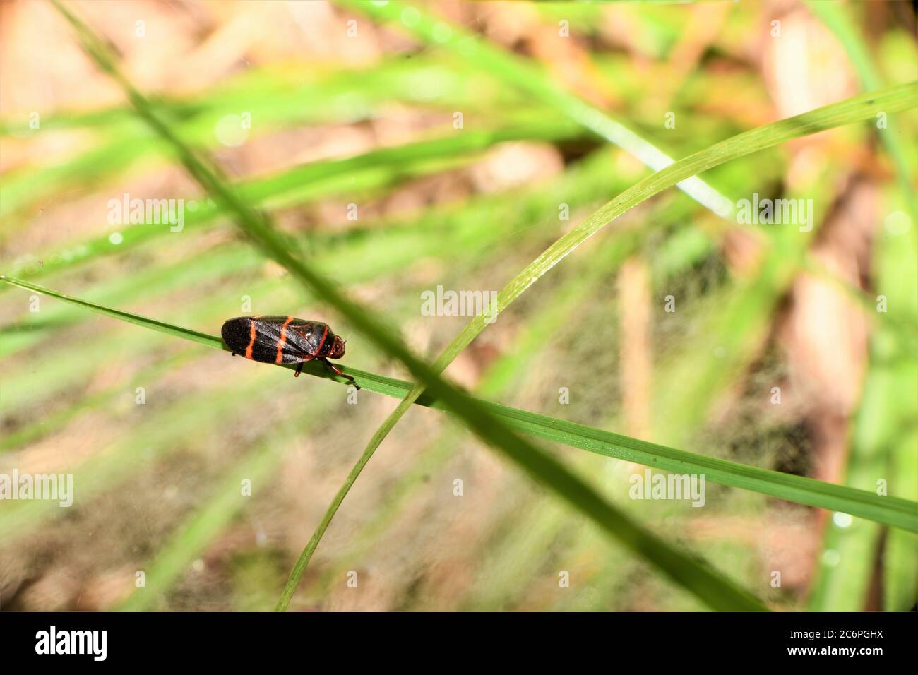 Two Lined Spittlebug And A Black Tailed Red Sheetweaver Spider Web Stock Photo Alamy