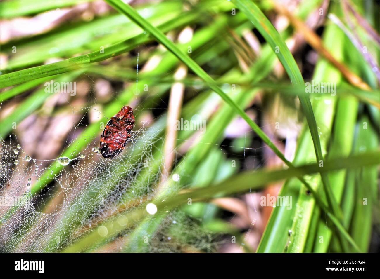 Two lined spittlebug and a black tailed red sheetweaver spider web. Stock Photo