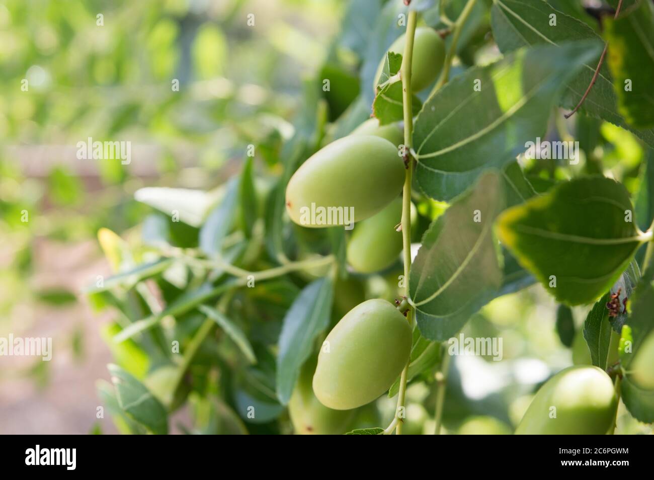 Mediterranean fruit, Ziziphus jujuba, called chinese date or red date; close up of unripe jujube fruits Stock Photo