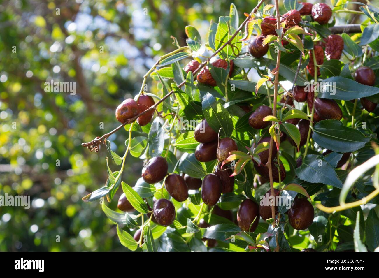Mediterranean tree with fruits, Ziziphus jujuba, called chinese date or red date Stock Photo