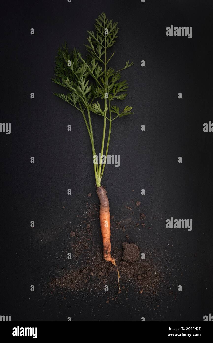 Young carrot with soil on a black background. Low key Stock Photo - Alamy