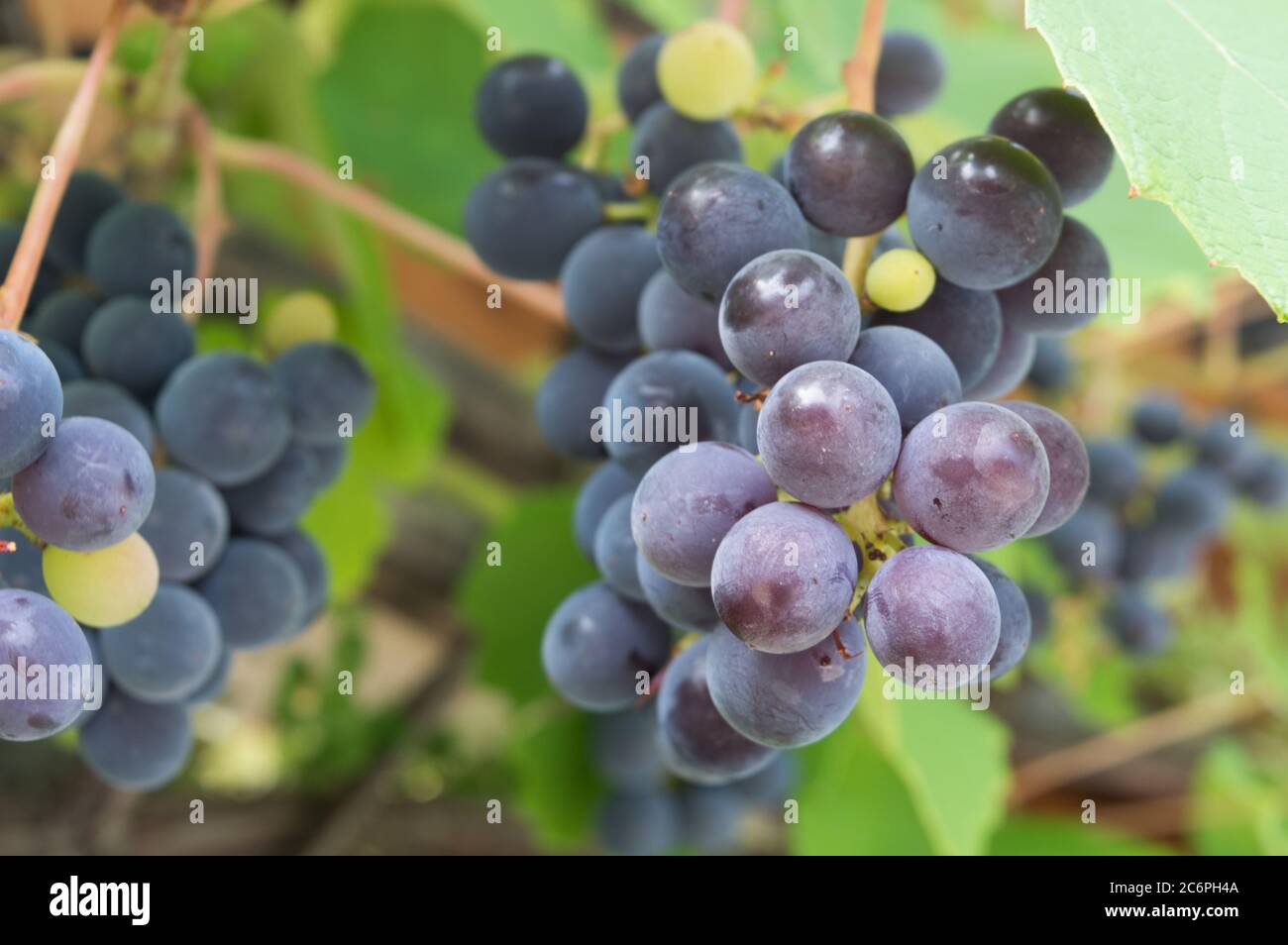 Grapes in vineyard, Isabella wine grape Stock Photo Alamy