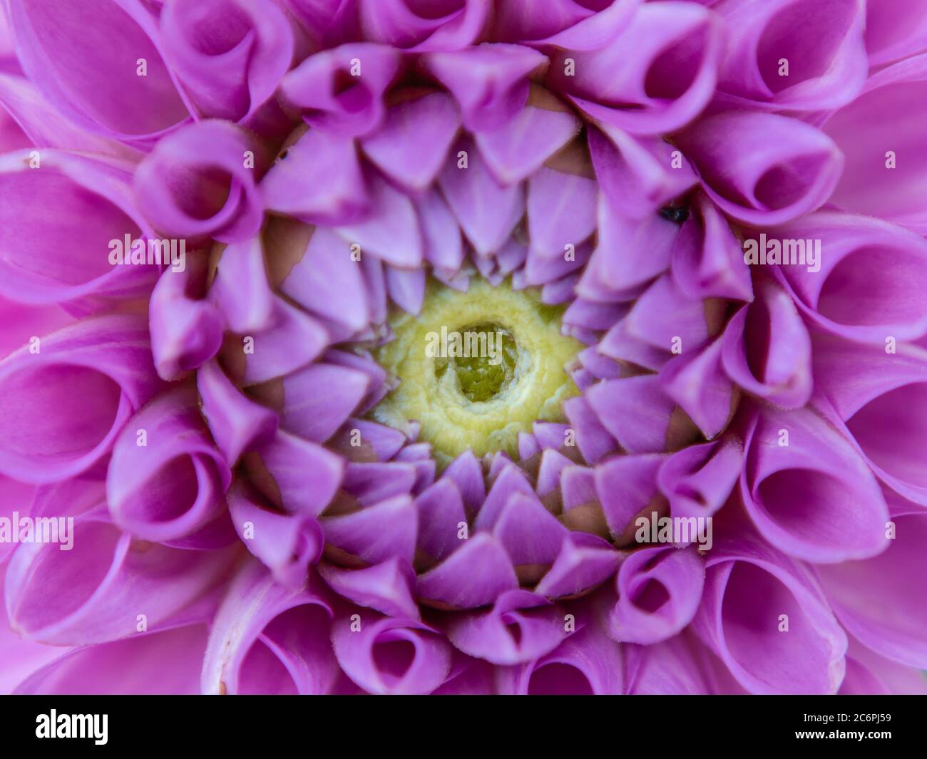 Close up of a  pompon Dahlia flower head Stock Photo