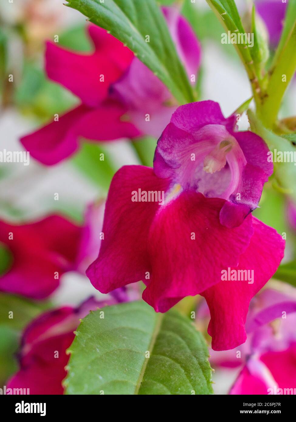 Garden balsam, Impatiens balsamina in bloom Stock Photo