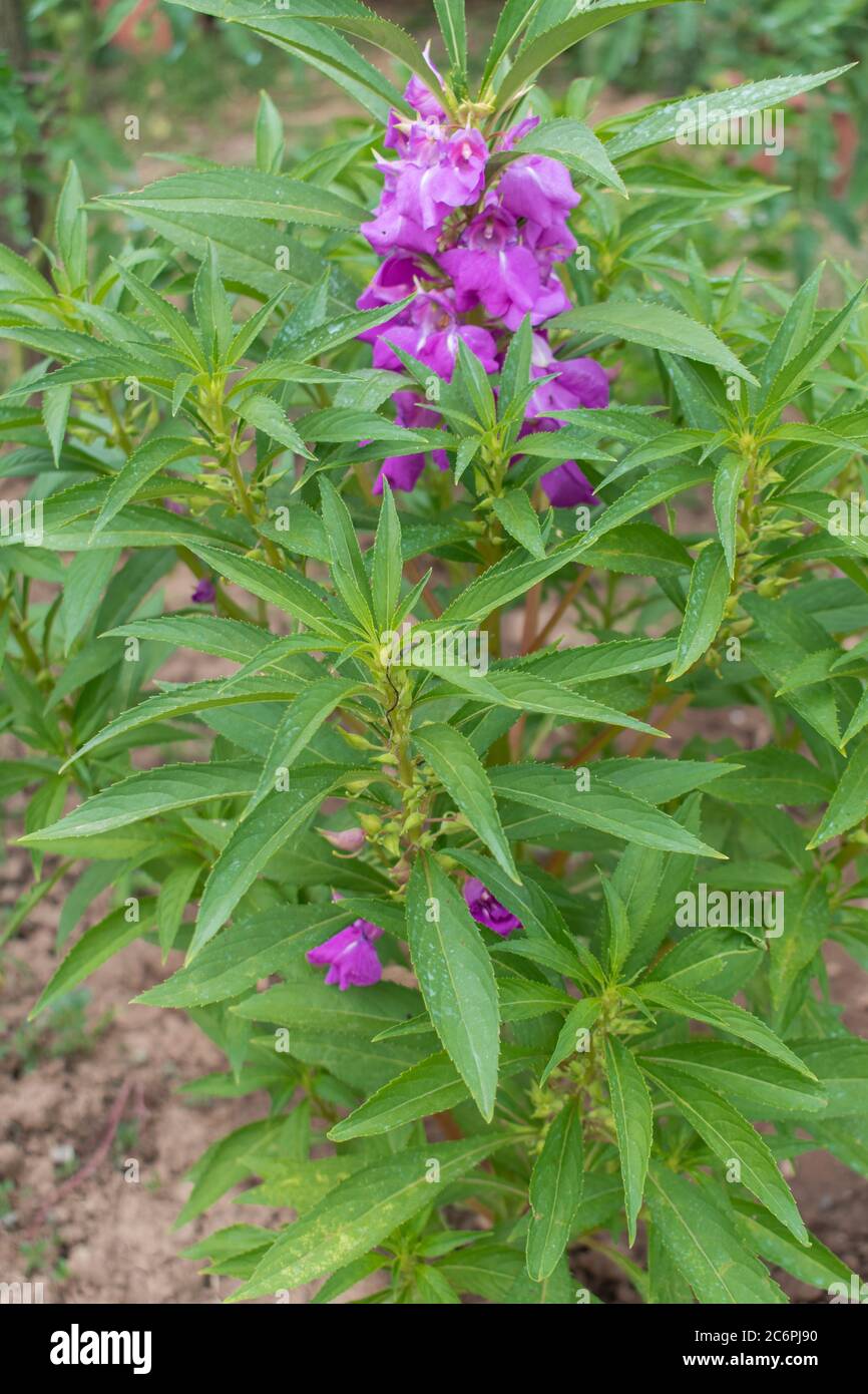 Garden balsam, Impatiens balsamina in bloom Stock Photo