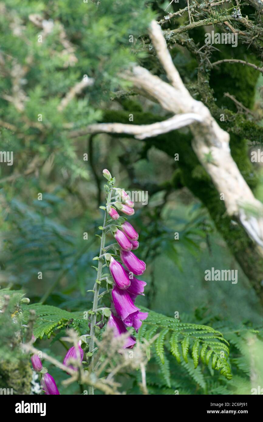 Foxgloves growing in the Brecon Beacons in South Wales on Mynydd Illtyd Common inside a gorse bush. Stock Photo