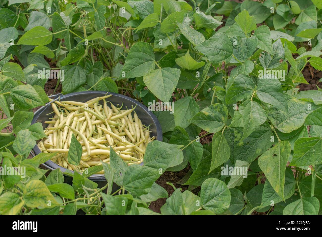 Green beans in the garden, Phaseolus vulgaris Stock Photo Alamy