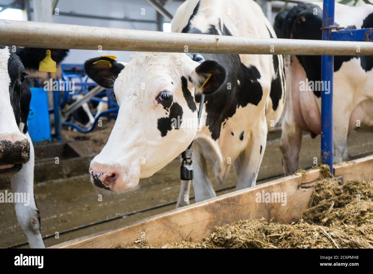dairy cow on a farm in the stall. A cow is looking close-up. Livestock ...