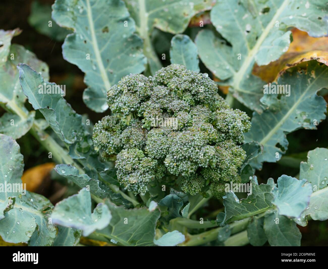 Organically grown broccoli in a vegetable garden Stock Photo