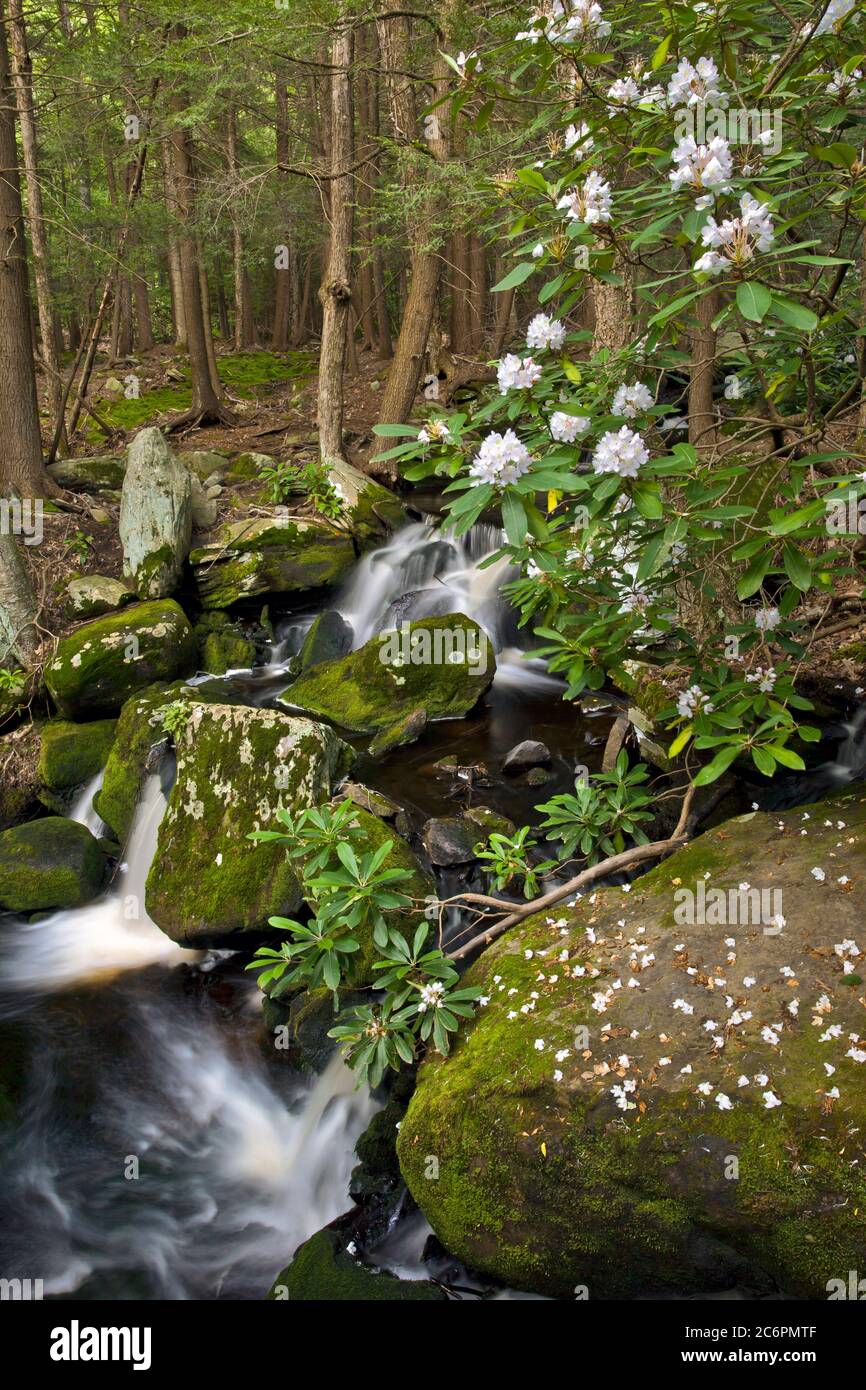 Rhododendron Blooming Along Mullet Creek, Catskill Mountains, New York Stock Photo