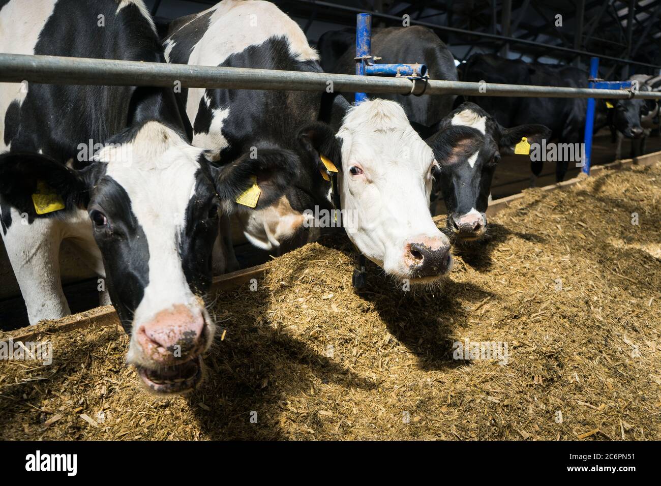dairy cows on a farm in the stall. Cows eat hay or grass. Livestock