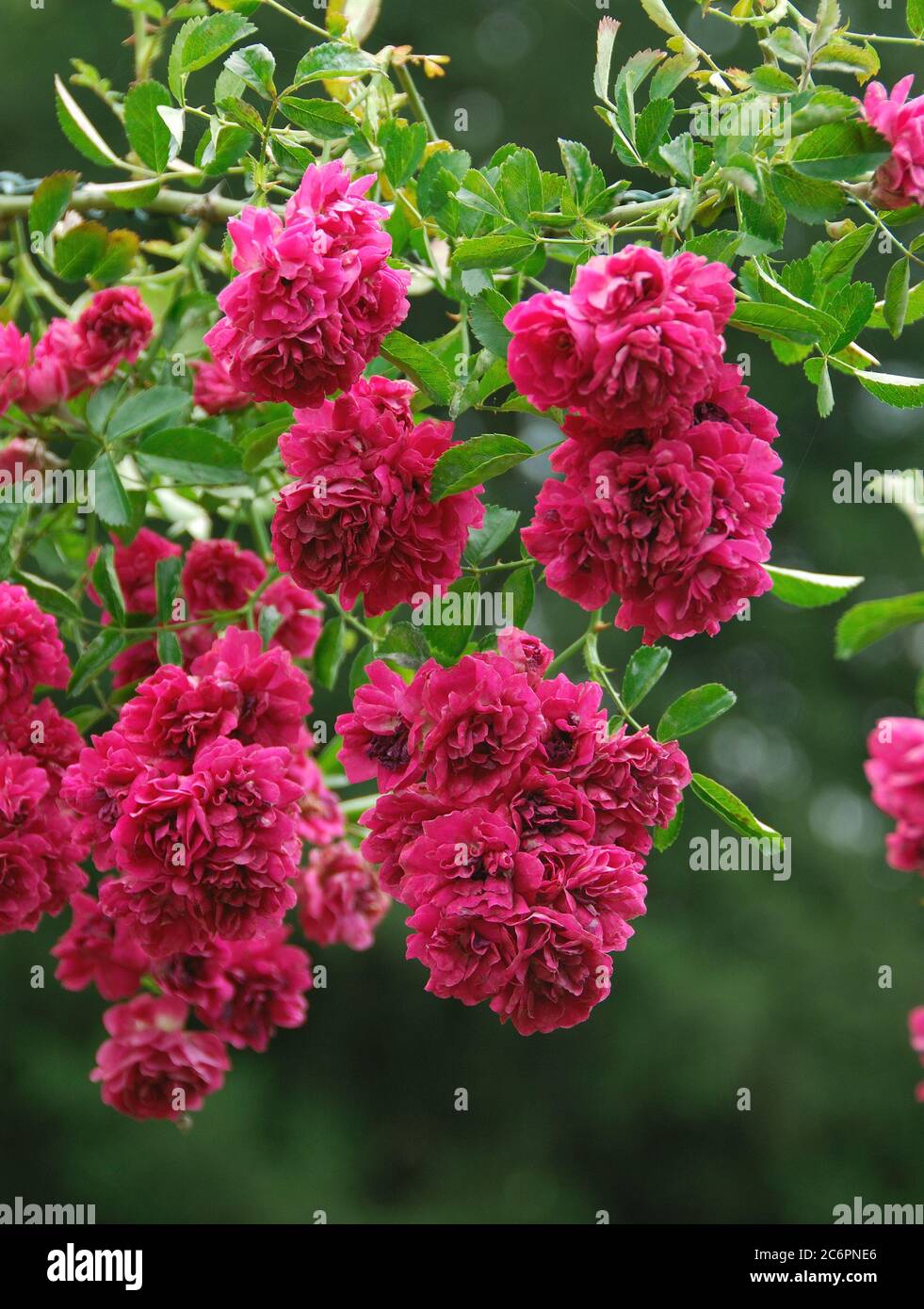 Rosa Excelsa, pink Excelsa Stock Photo - Alamy