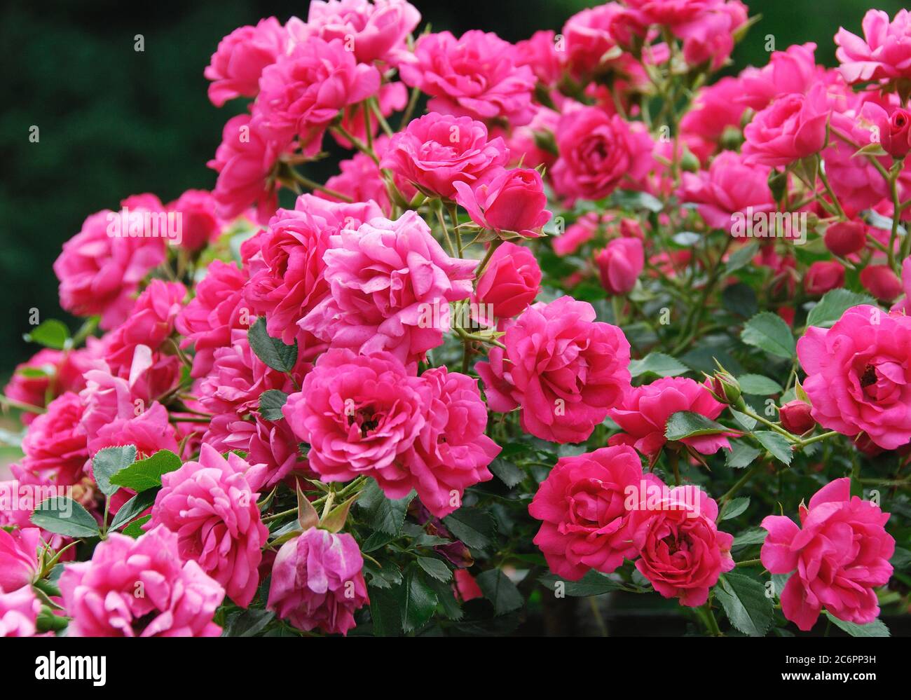 Rosa Rody, pink Rody Stock Photo - Alamy
