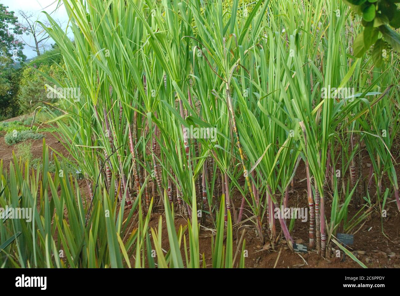 Zuckerrohr Saccharum officinarum, Sugar cane Saccharum officinarum Stock Photo
