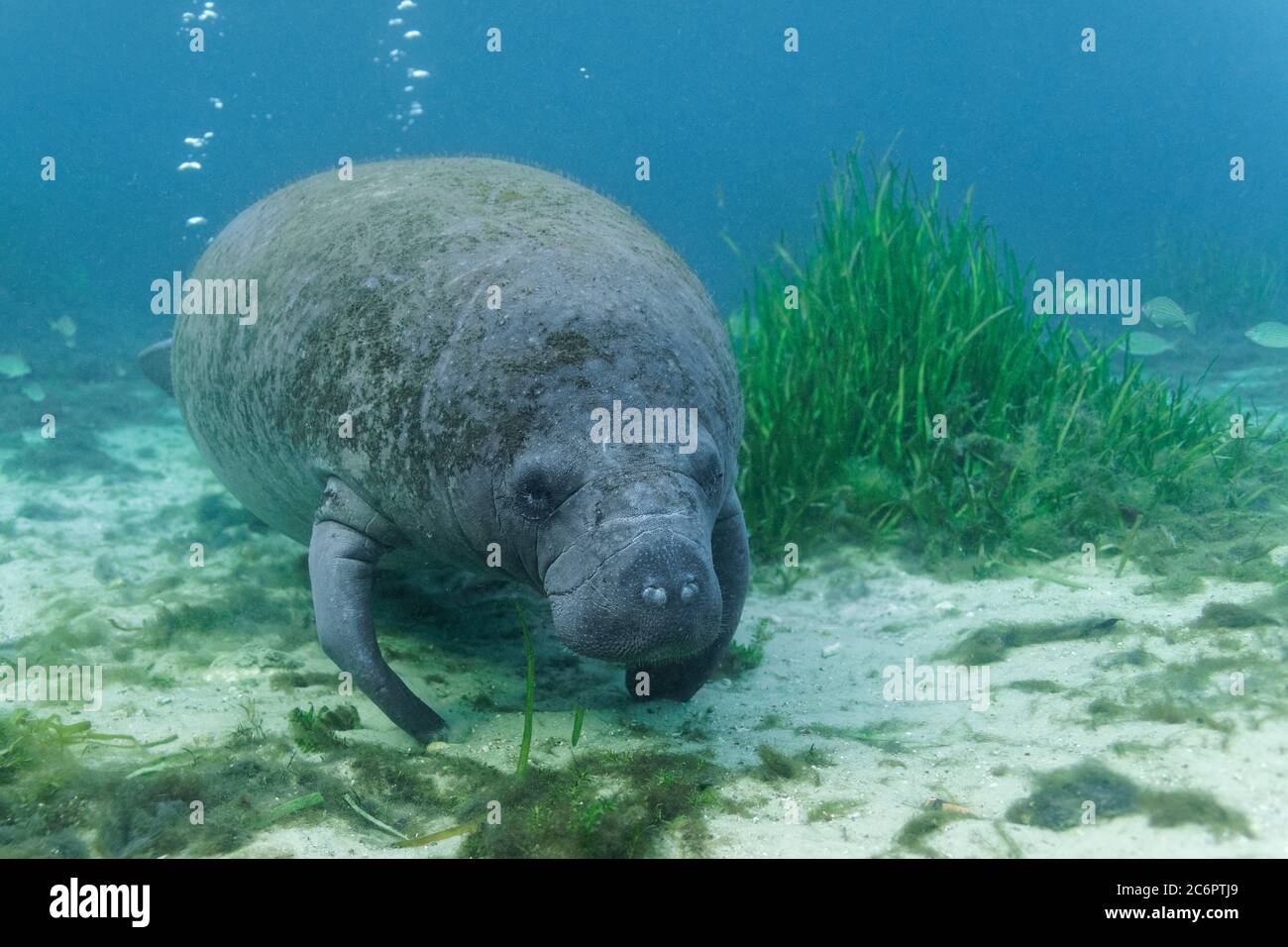 A curious young West Indian Manatee calf (trichechus manatus) approaches an underwater photographer's camera in the shallow water at Hunter Springs, i Stock Photo