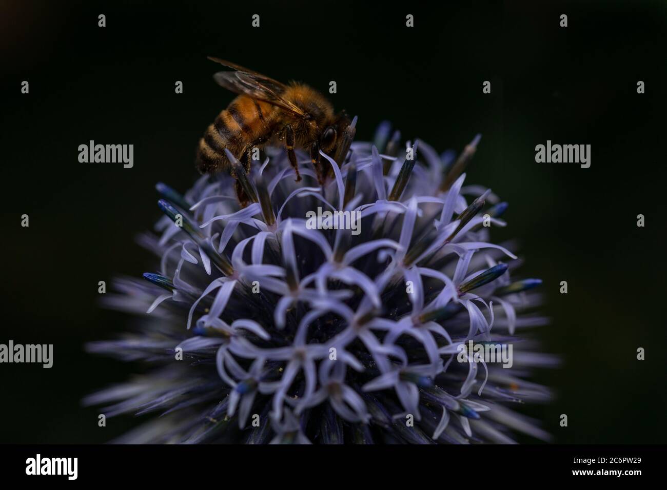 Busy as a Bee. Macro of a Honey Bee on a blue Globe Thistle. Dark bokeh background contrasting with the illuminated subjects. Stock Photo