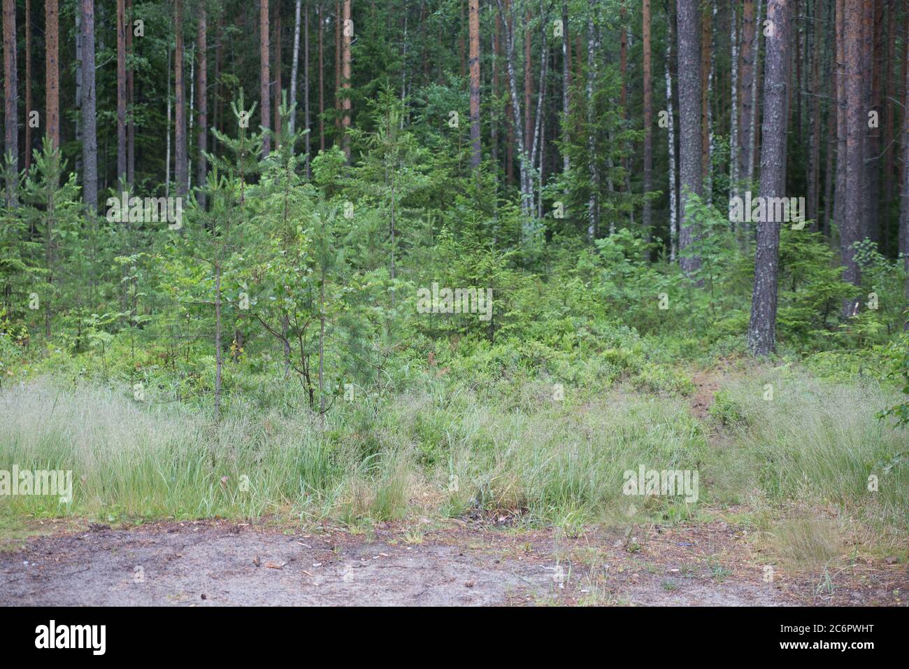 Forest with trees and moss, focus on the middle point Stock Photo
