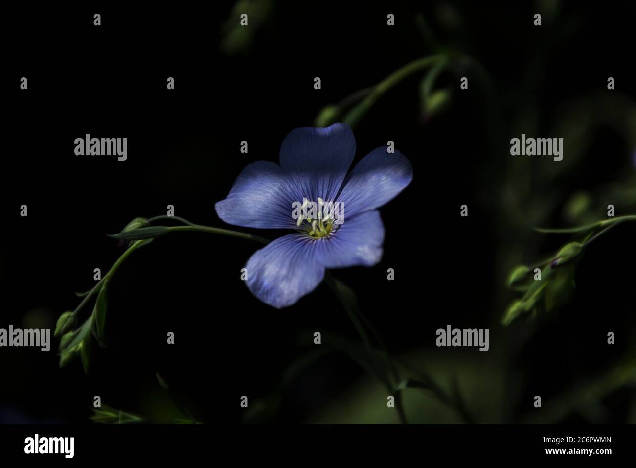 Flax flowers closeup on a dark background Stock Photo Alamy