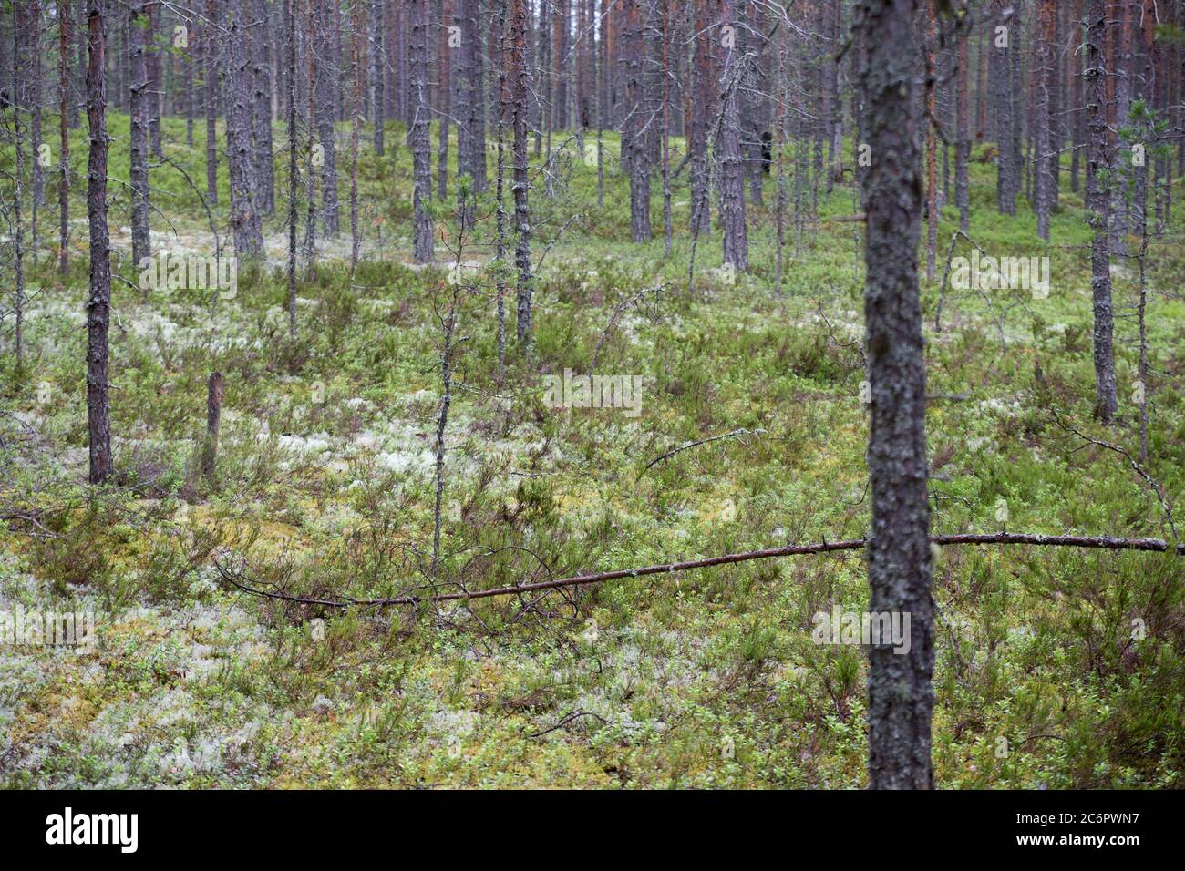 Forest with trees and moss, focus on the middle point Stock Photo