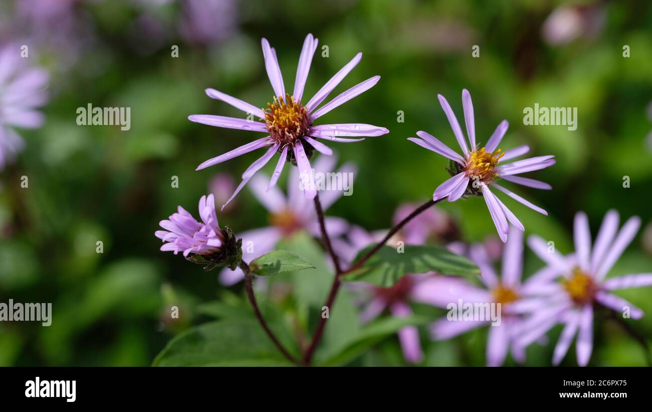 Siberian Aster. Aster sibiricus. Close up with soft background. Stock Photo
