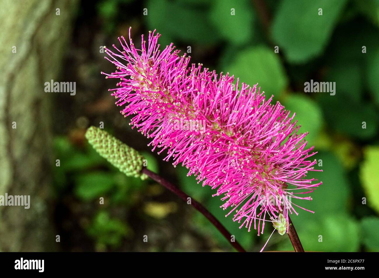Pink Japanese Bottlebrush Sanguisorba obtusum Stock Photo