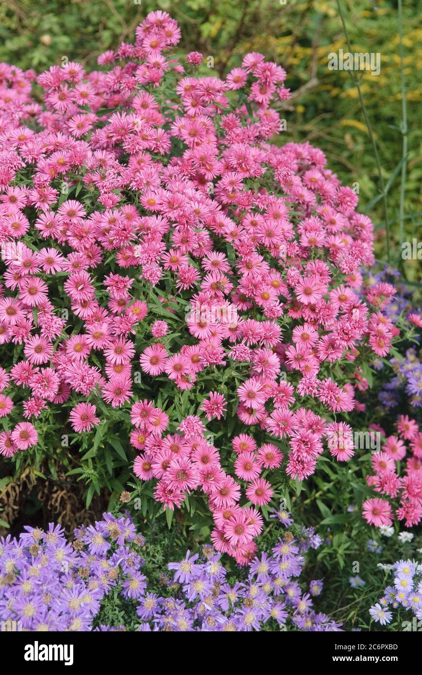 Rauhblatt-Aster Aster novae-angliae Alma Poetschke, Rough leaf Aster novae-angliae Alma Poetschke Stock Photo