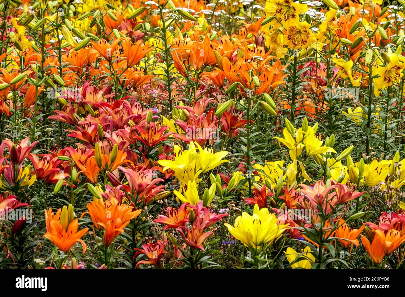 Orange yellow garden flower bed colorful lilies Stock Photo