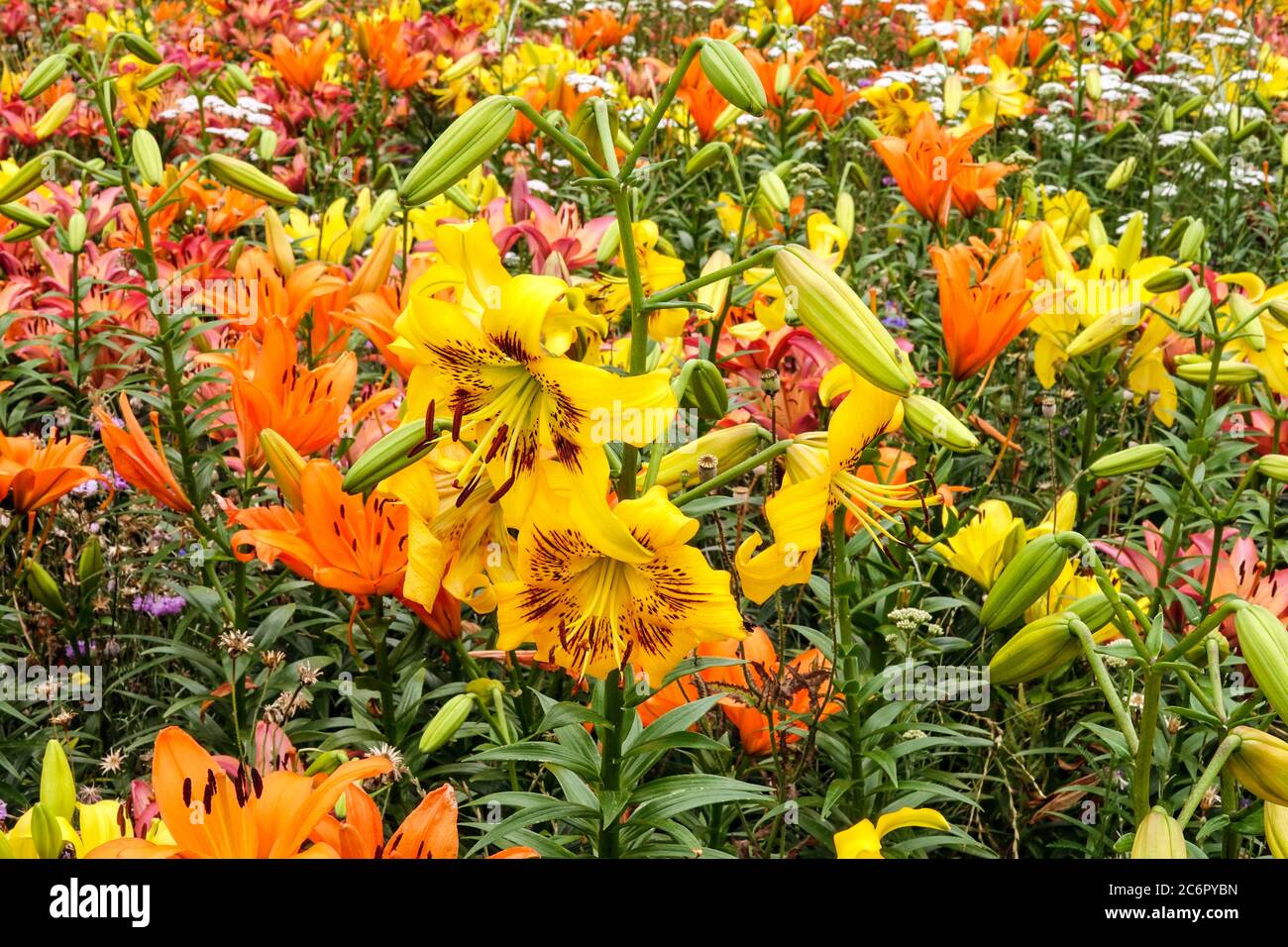 Yellow orange mixed flowers in july flowerbed lilies Stock Photo