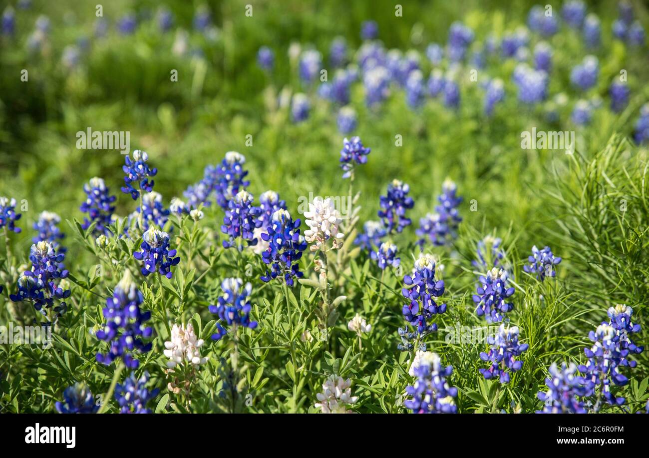 Closeup of one white Texas wildflower surrounded by many