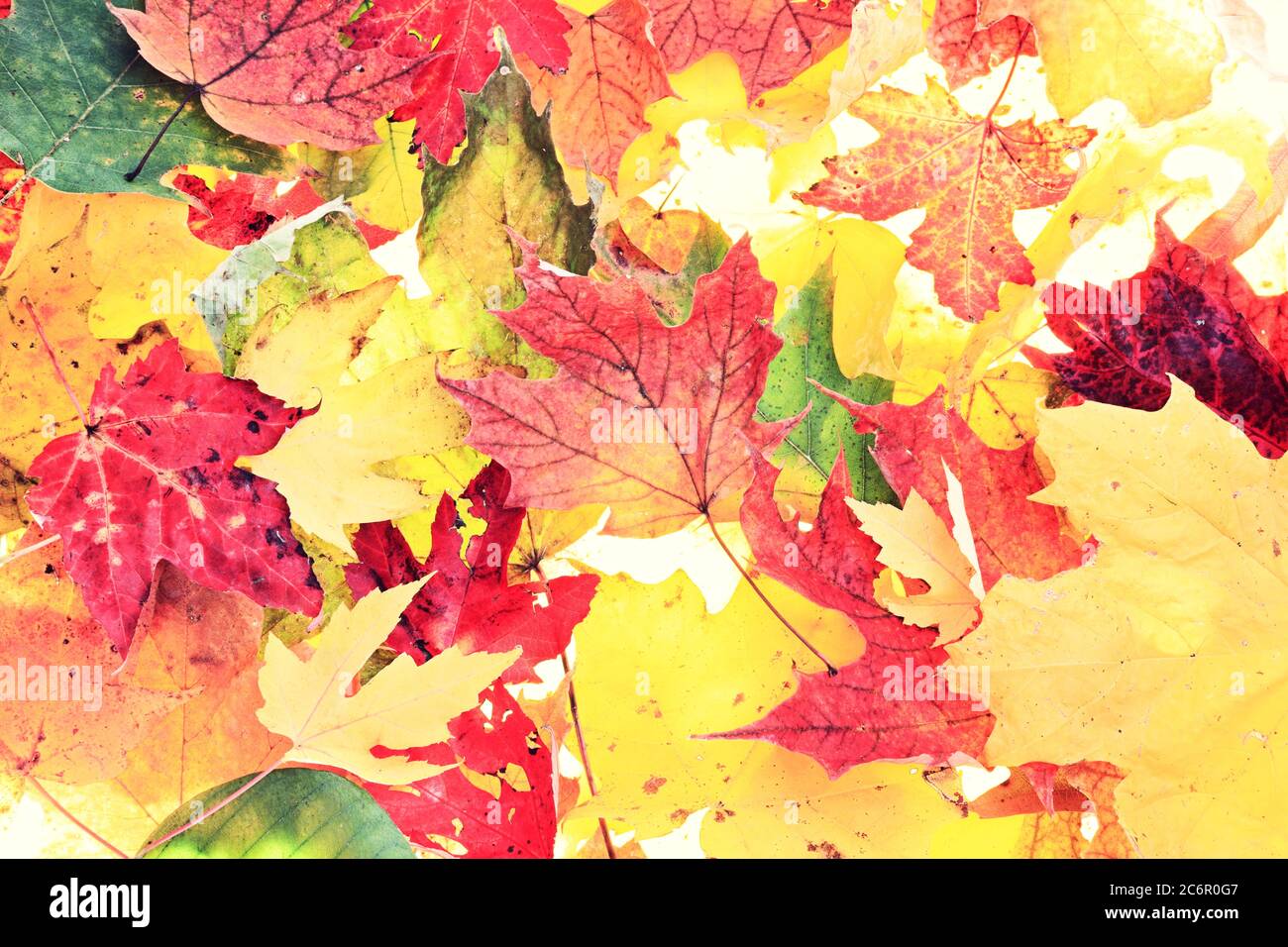 Leaves - fall leaf background texture Stock Photo - Alamy