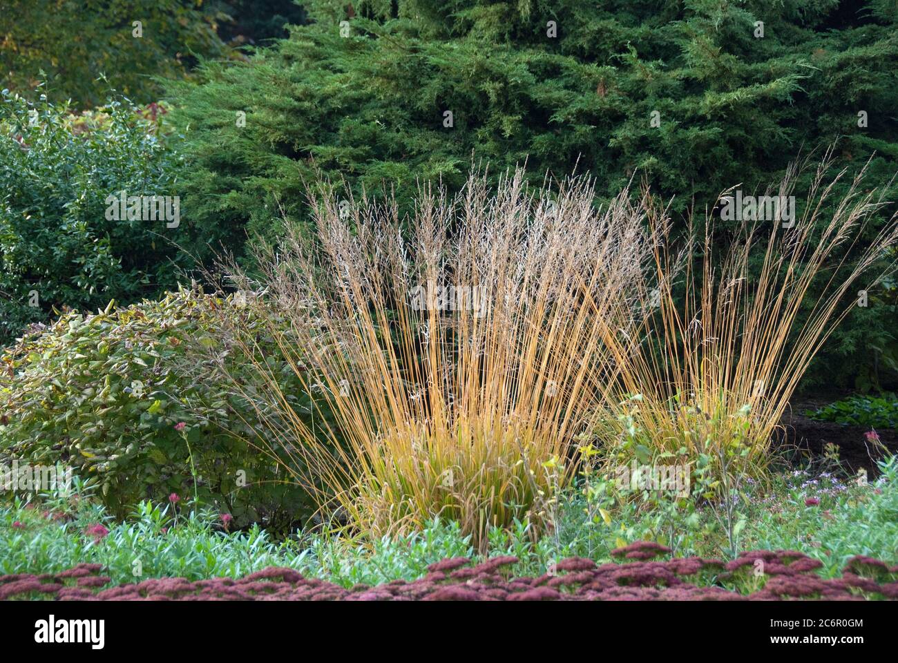 Reitgras Calamagrostis arundinacea, Fetthenne Sedum telephium, Reed grass Calamagrostis arundinacea, stonecrop Sedum telephium Stock Photo