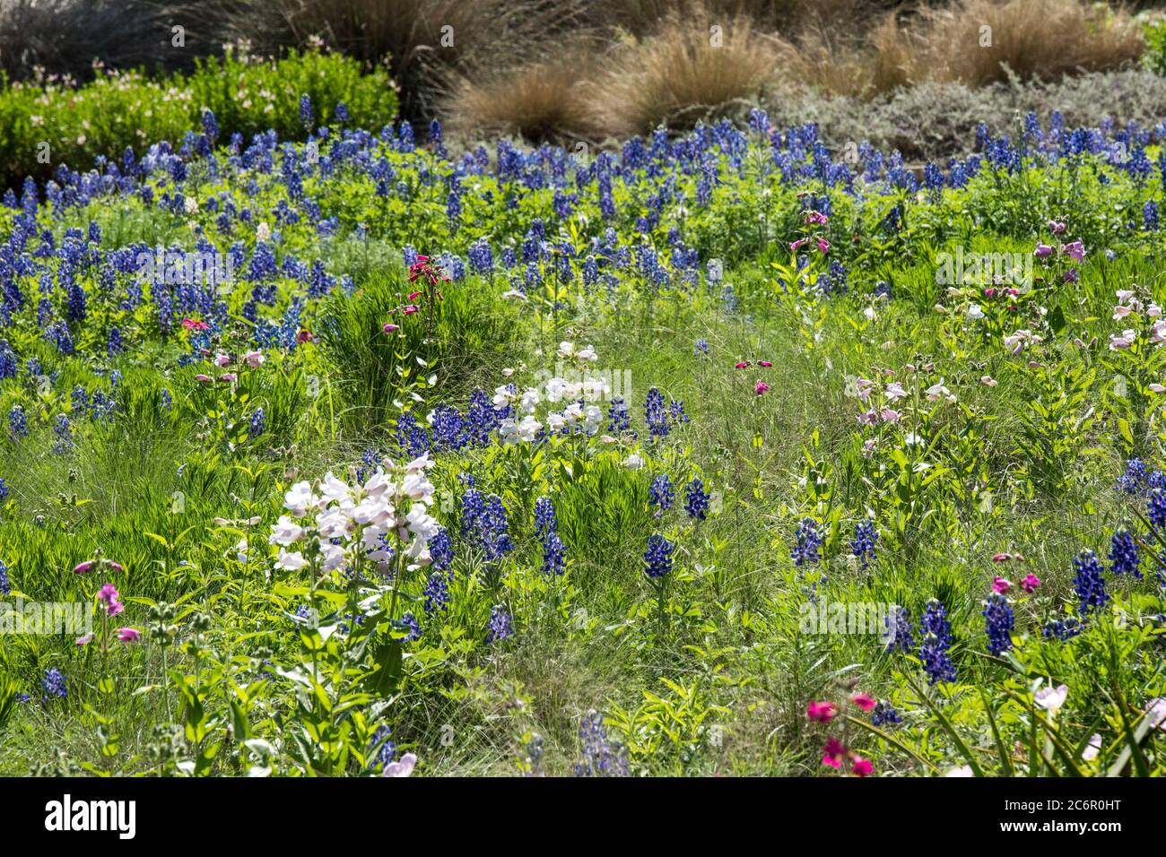 Texas Bluebonnet wildflowers and red Cedar Sage flowers grow wild during Spring in Texas Stock Photo