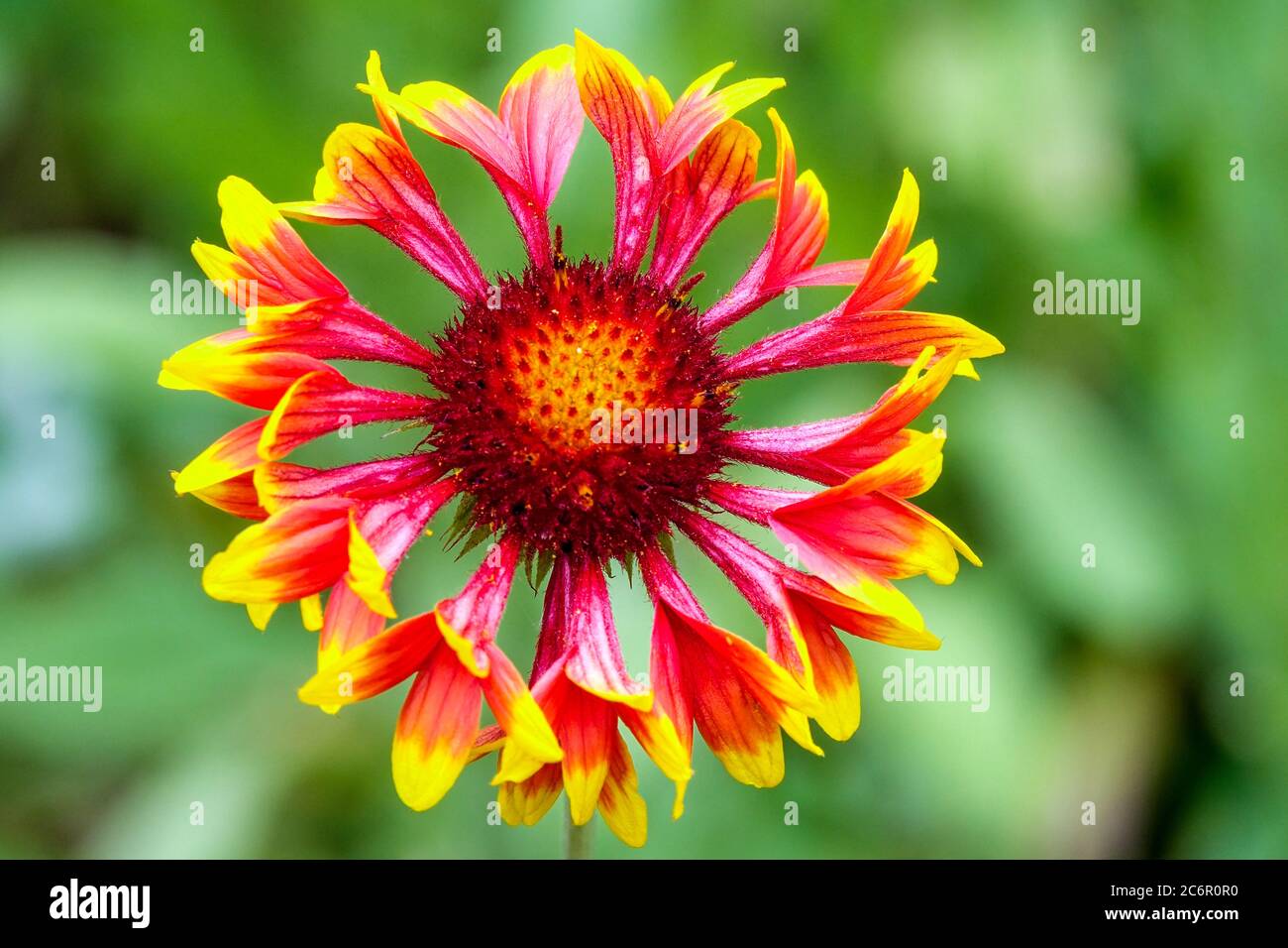 Blanket Flower Gaillardia 'Torchlight' Stock Photo