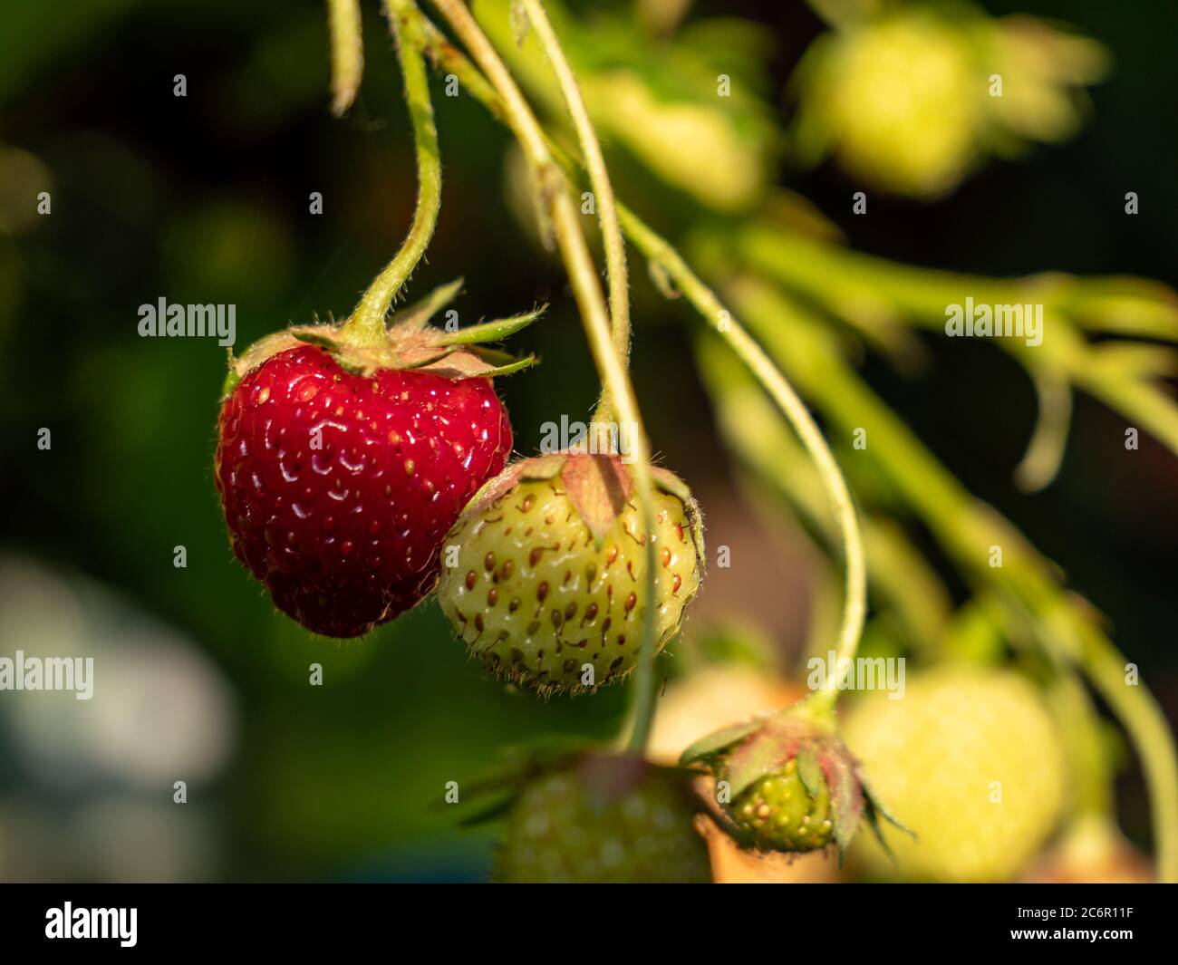 Wild strawberry grows in summer Stock Photo