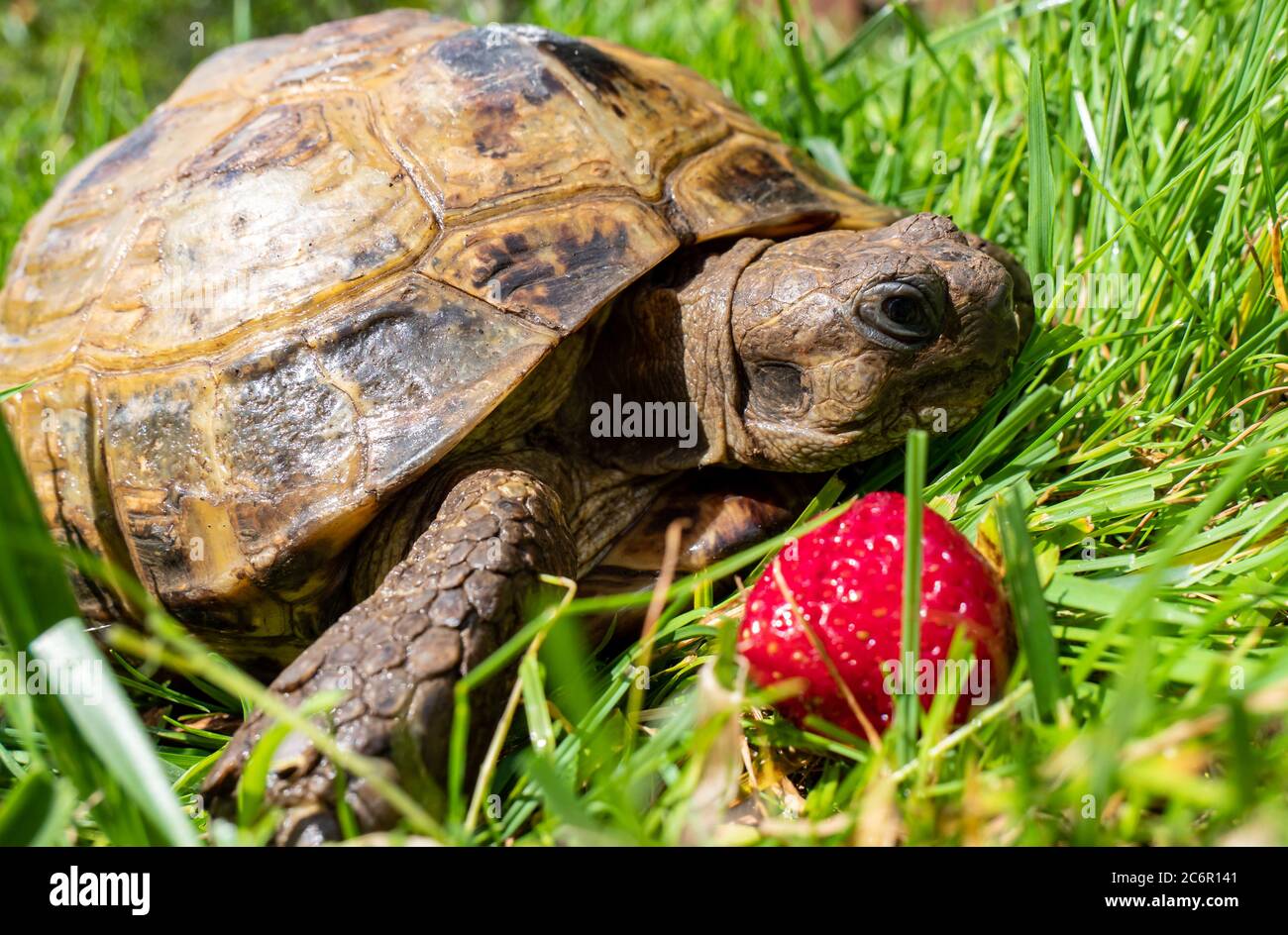 Greek tortoise in the garden Stock Photo - Alamy