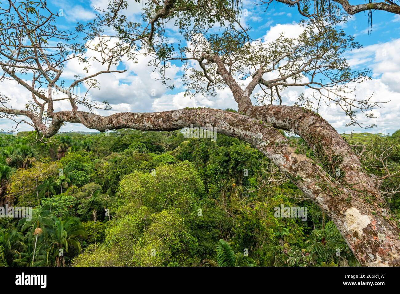 Aerial view of the Amazon Rainforest seen from a ceiba tree, Yasuni national park, Ecuador Stock