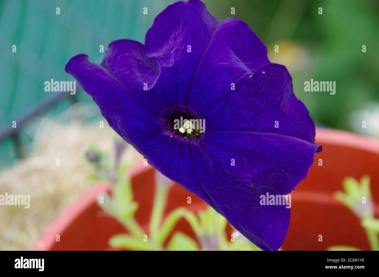 detailed flower Stock Photo