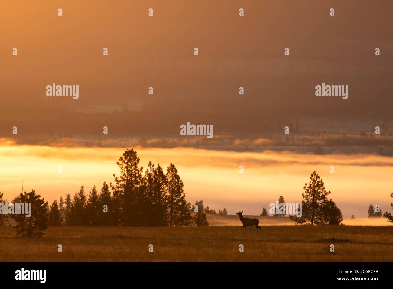 Ukiah valley fog with elk, Umatilla National Forest, Blue Mountain