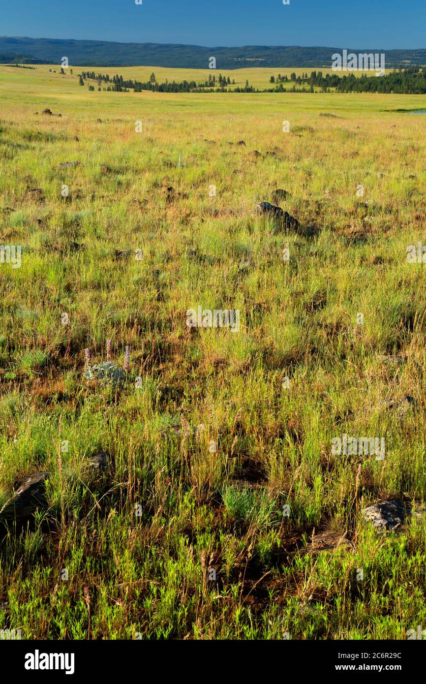 Grassland, Bridge Creek Wildlife Area, Blue Mountain National Scenic Byway, Oregon Stock Photo