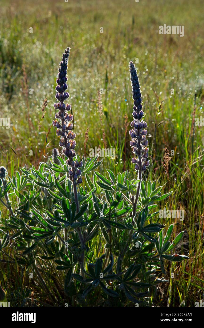 Lupine, Bridge Creek Wildlife Area, Blue Mountain National Scenic Byway, Oregon Stock Photo Alamy