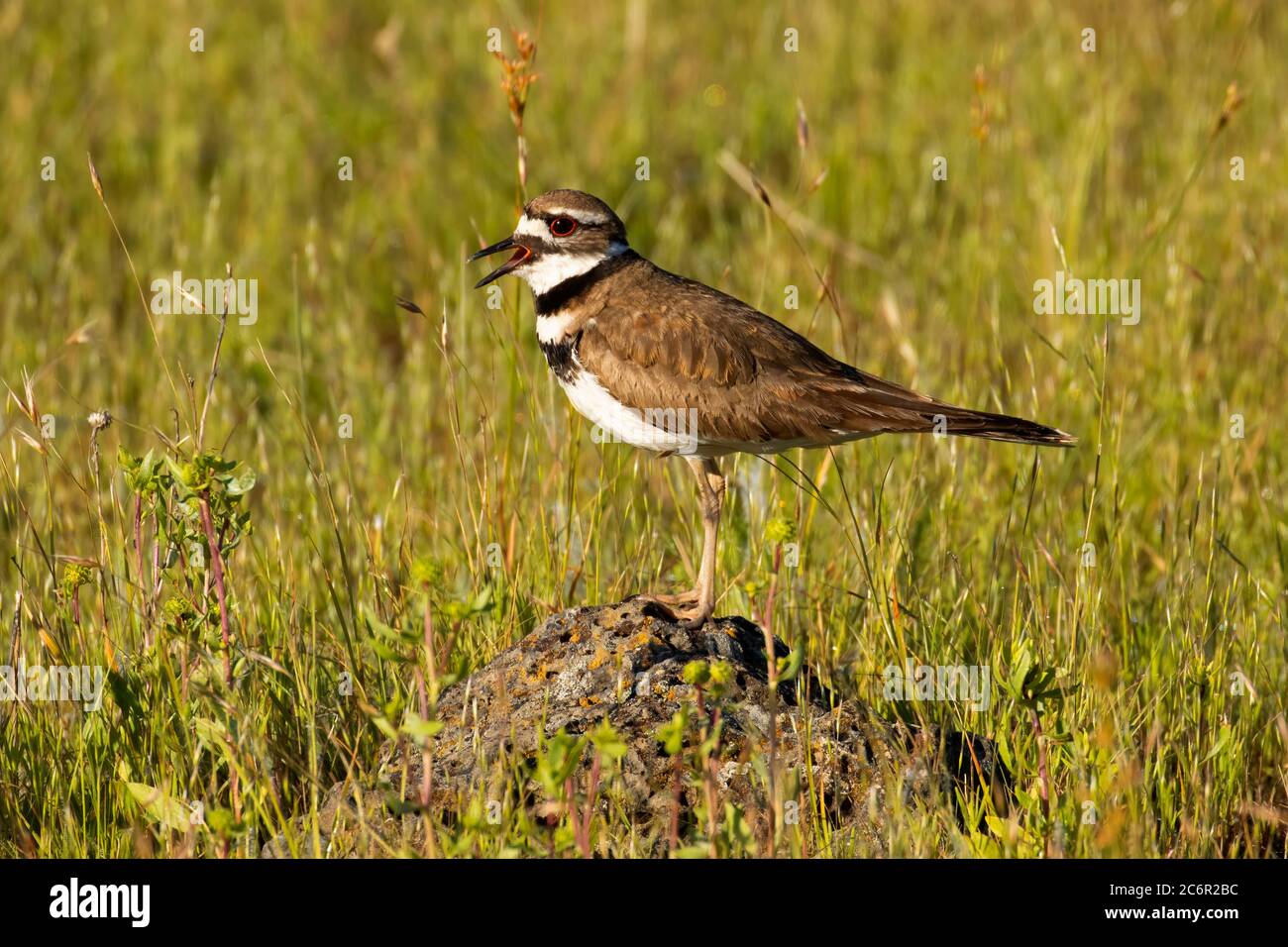 Killdeer (Charadrius vociferus), Bridge Creek Wildlife Area, Blue Mountain National Scenic Byway