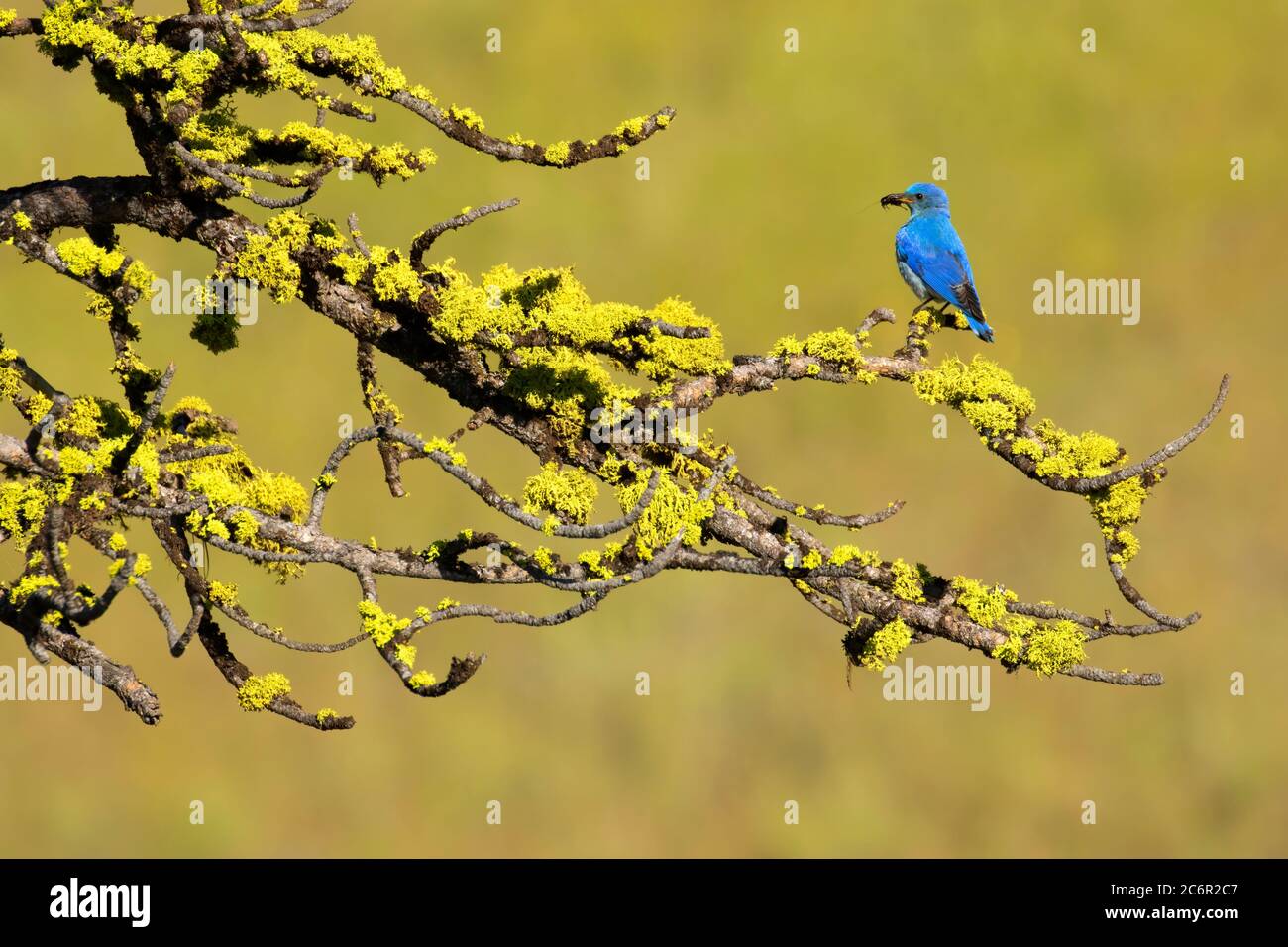 Mountain bluebird, Bridge Creek Wildlife Area, Blue Mountain National Scenic Byway, Oregon Stock