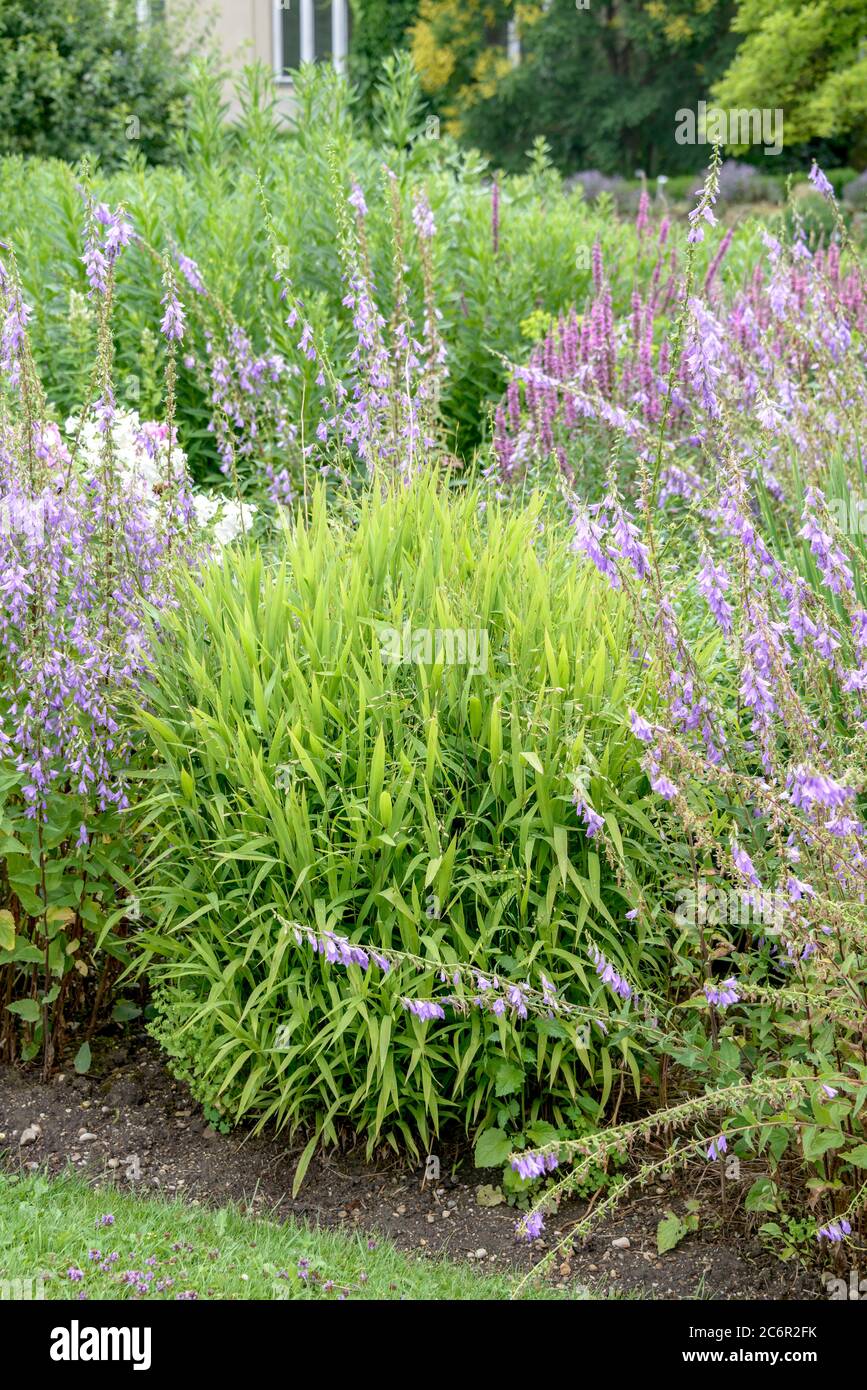 Plattaehrengras Chasmanthium latifolium, Oat Grass Chasmanthium latifolium Stock Photo