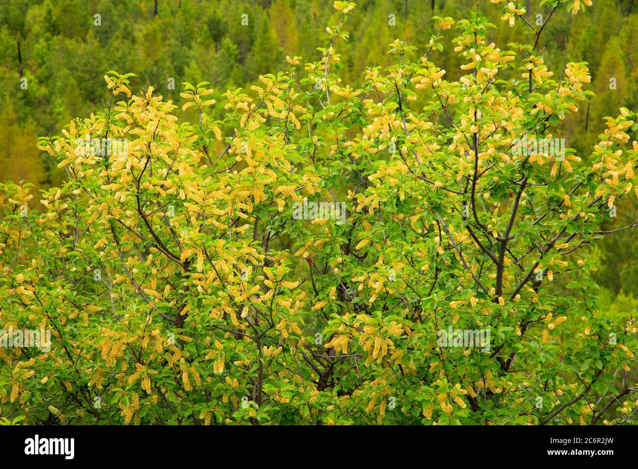 Chokecherry (Prunus virginiana) blossoms, Umatilla National Forest