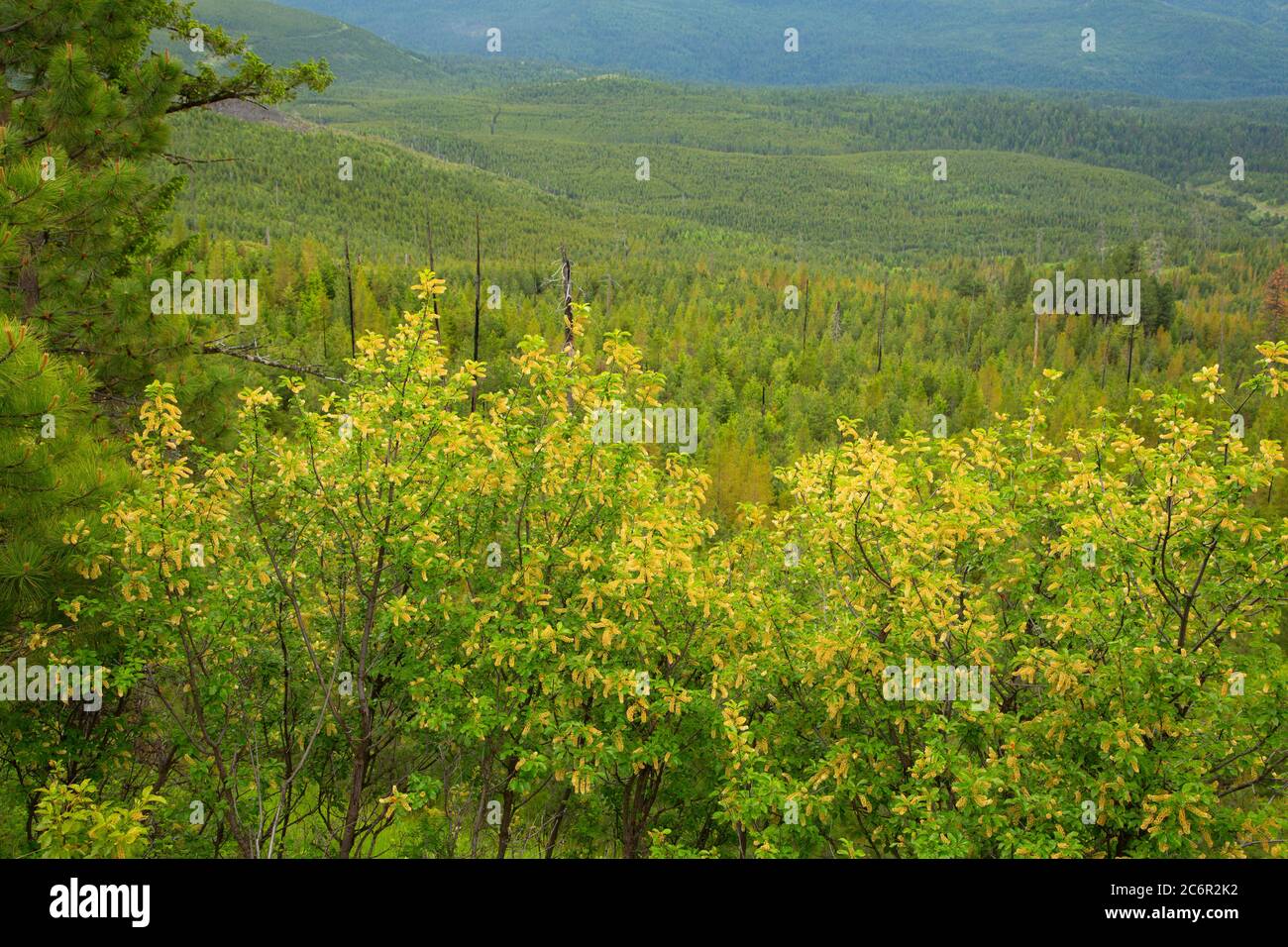 Chokecherry (Prunus virginiana) blossoms, Umatilla National Forest