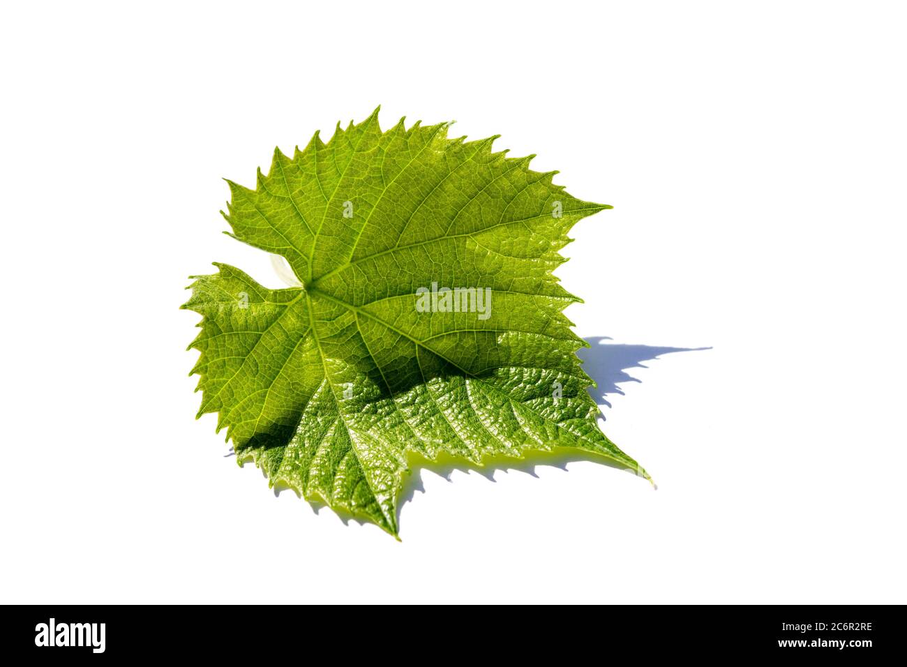 Grape leaf isolated on white background Stock Photo