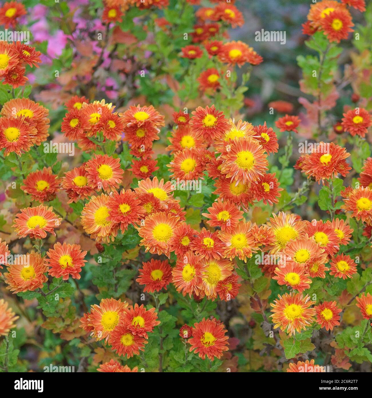 Chrysantheme Chrysanthemum Vreneli, Chrysanthemum Chrysanthemum Vreneli Stock Photo