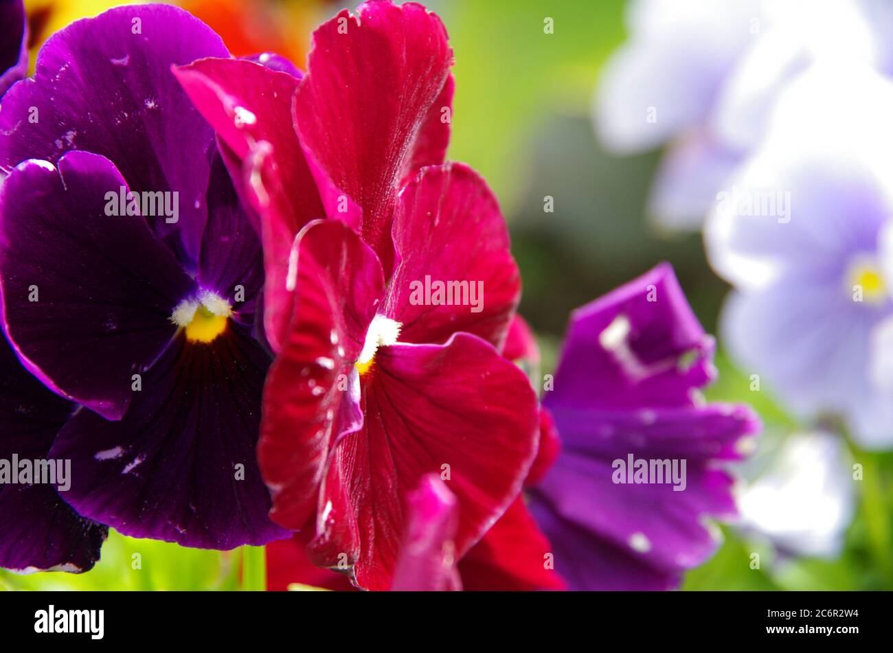 purple flower Stock Photo
