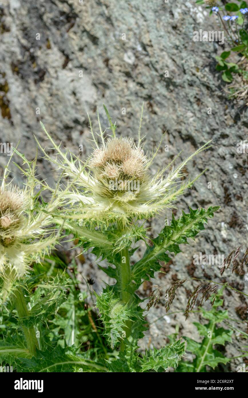 Alpen-Kratzdistel Cirsium spinosissimum, Alpine thistle Cirsium spinosissimum Stock Photo