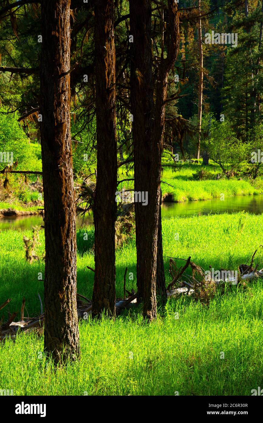Camas Creek, Ukiah-Dale State Park, Oregon Stock Photo